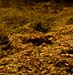At One With Leaves