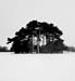 The Copse